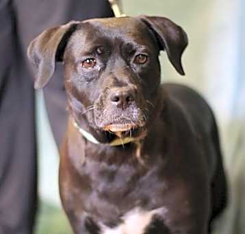 Photo of Ebony