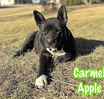 Photo of Carmel Apple