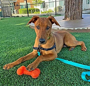Photo of Cinnamon