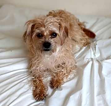 Photo of Gadget