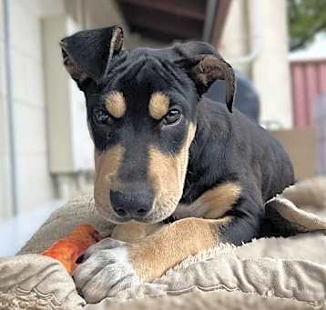 Photo of VELMA