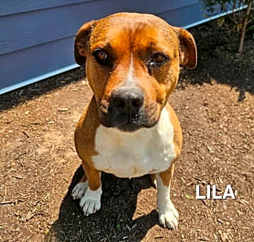 Photo of Lila