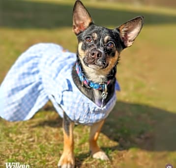 Photo of Willow