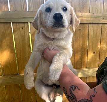 Photo of Marley
