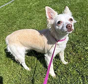 Photo of Sheba