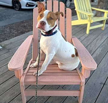 Photo of Josie (Dog of the Month)