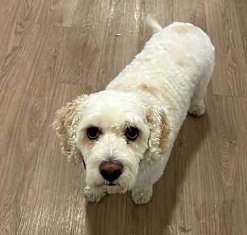 Photo of Max