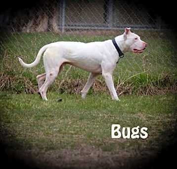 Photo of Bugs