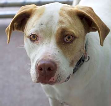 Photo of Peanut
