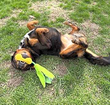Photo of D.O.G.