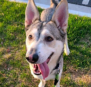 Photo of Falco