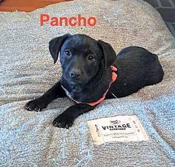 Photo of Pancho