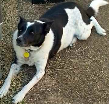 Photo of Bandit