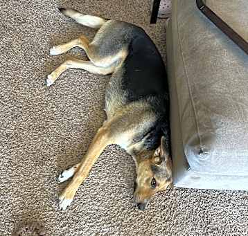 Photo of Leia