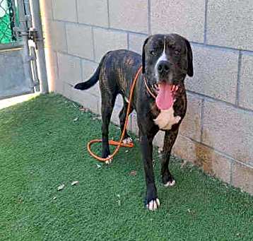 Photo of BUDDY