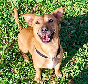 Photo of Buddy Munchkin the toy loving affectionate boy