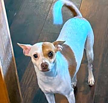 Photo of Zelda