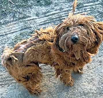 Photo of Copper