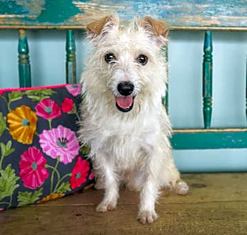 Photo of Goober