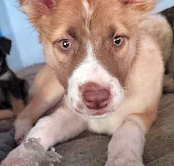 Photo of Butterscotch