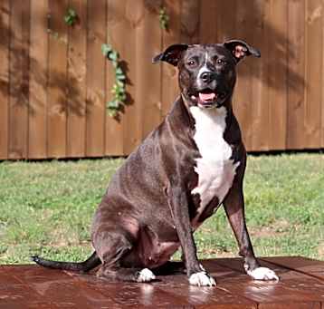 Photo of Daisy