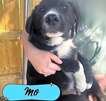Photo of Mo