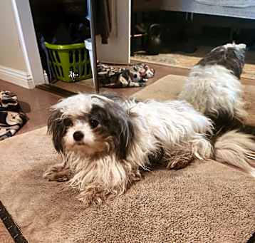 Photo of Sparky