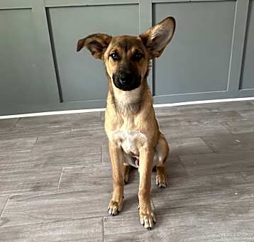Photo of Obi