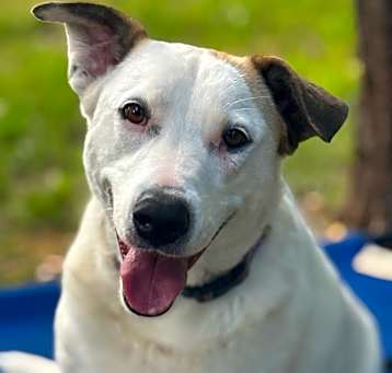 Photo of Daisy