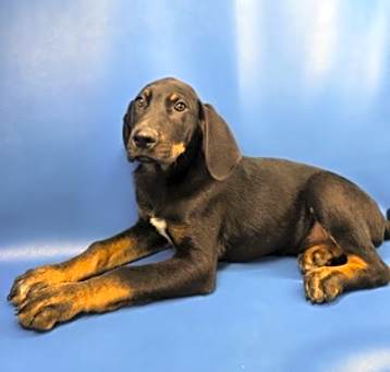 Photo of Cheddar