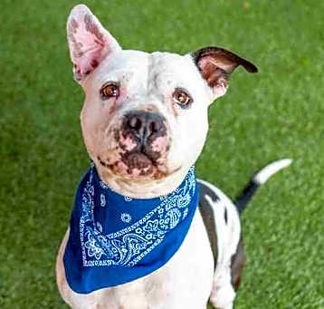 Photo of APOLLO