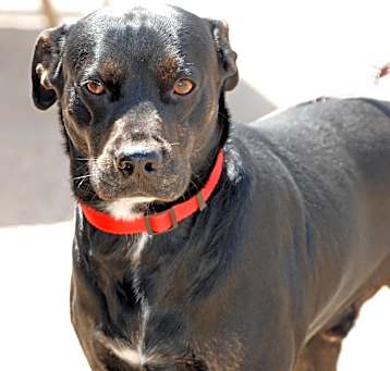 Photo of Blackjack
