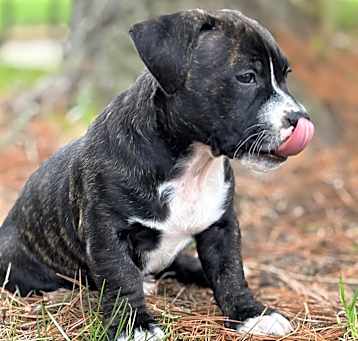 Photo of Buddy(Mama Pearl's babies)