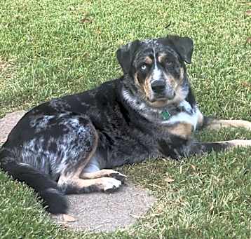 Photo of Whiskey
