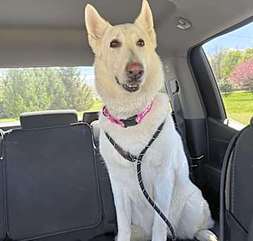 Photo of Snowball