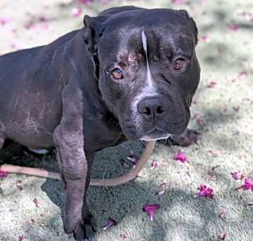 Photo of Hemingway*(Short King)