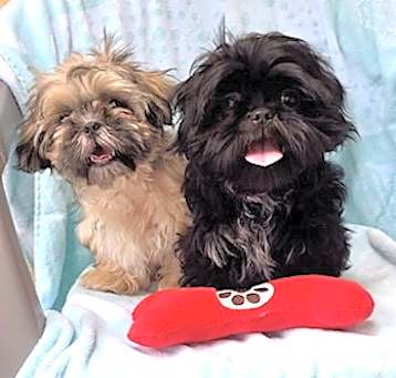 Photo of Abby & Bear