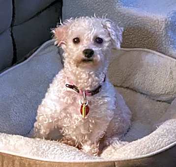Photo of Evie