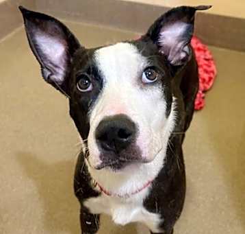 Photo of Dixie