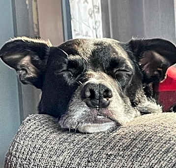 Photo of Murphy