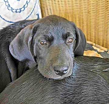 Photo of Tucker