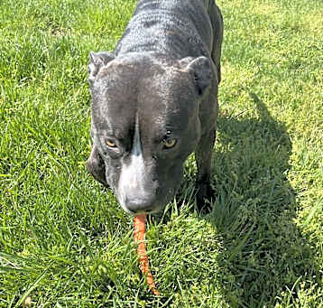Photo of Uzi