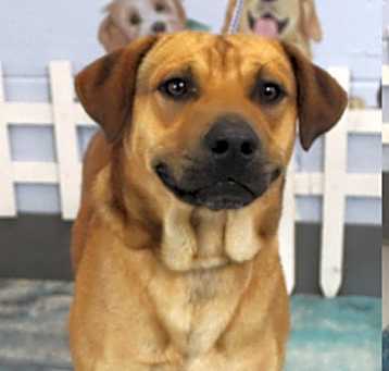 Photo of Rusty URGENT HELP NEEDED!!!
