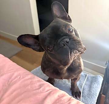 Photo of Finnie