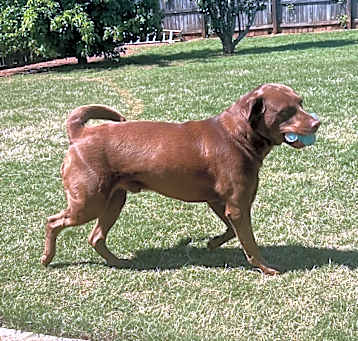 Photo of Milo