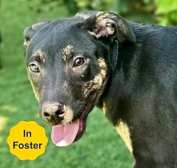 Photo of Guinness