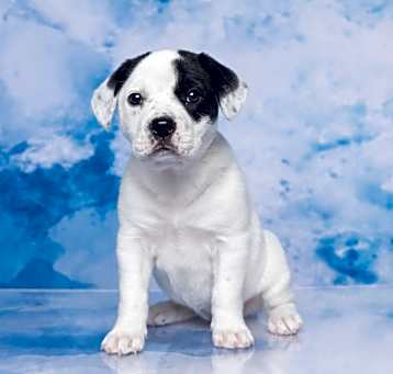 Photo of Daisy