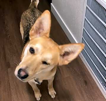 Photo of Archer