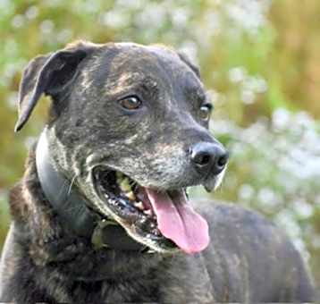 Photo of Baron~17/18-0273