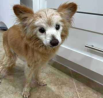 Photo of Copper